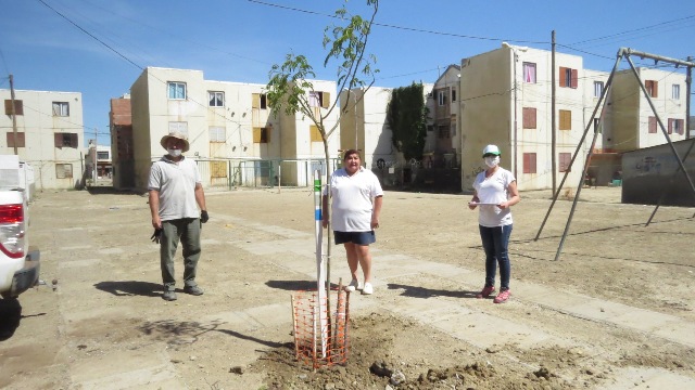 El Municipio concretó una nueva jornada de forestación