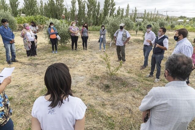 La Municipalidad impulsa la producción olivícola en la zona