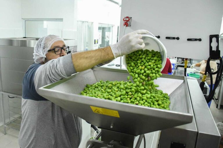 Comodoro cosecha futuro: Se inició la cosecha 2025 para la extracción de aceite de oliva con sello local
