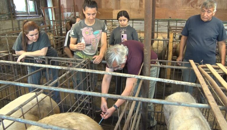 Impulsamos la mejora genética porcina en nuestra ciudad