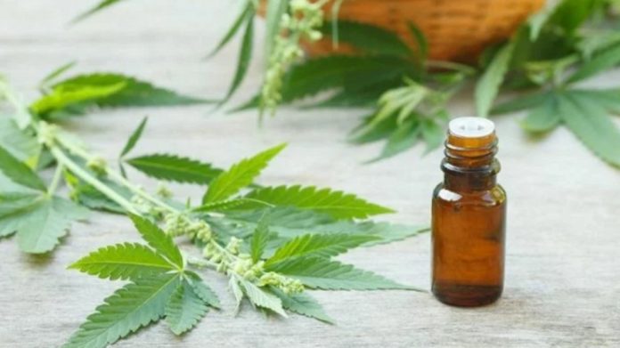 Comodoro debatirá el futuro del cannabis medicinal y el cáñamo industrial en una jornada regional